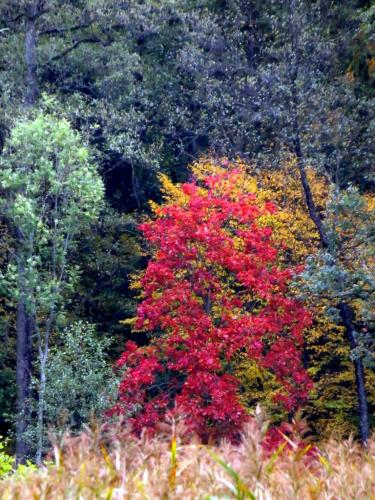 Bialowieza en automne