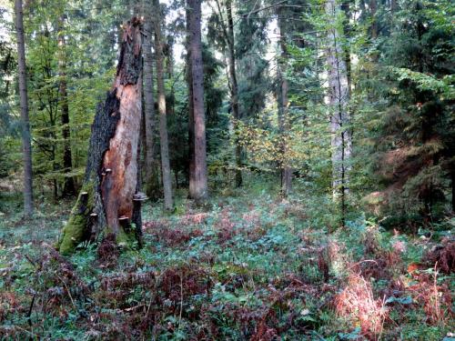 Bialowieza en automne