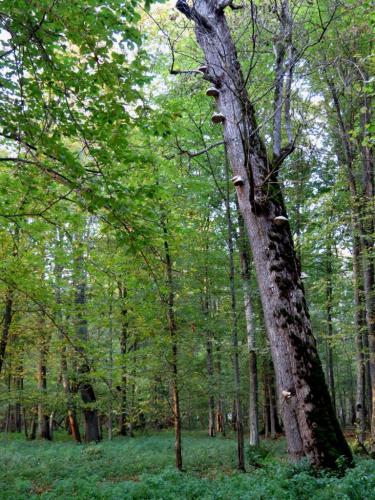 Bialowieza en automne