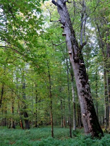 Bialowieza en automne