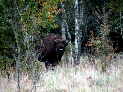 Bialowieza en automne