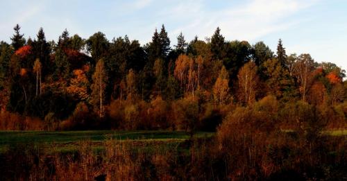 Bialowieza en automne