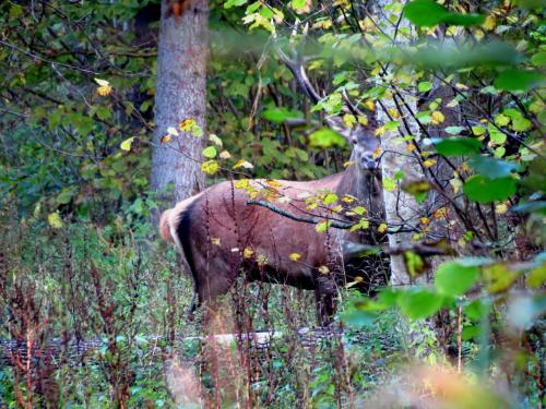 Bialowieza en automne