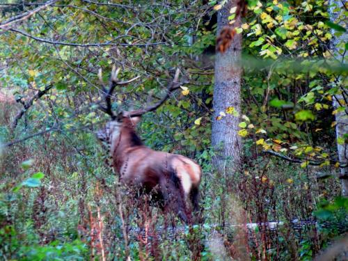 Bialowieza en automne