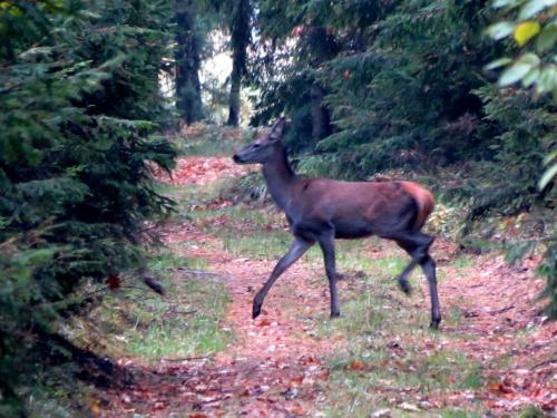 Bialowieza en automne