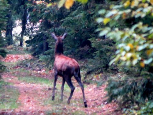 Bialowieza en automne