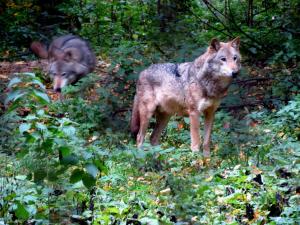 bialowieza-octobre-2012-343.jpg