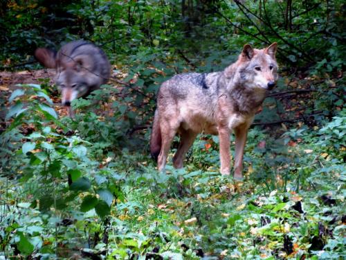 Bialowieza en automne