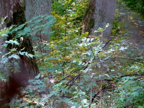 Bialowieza en automne