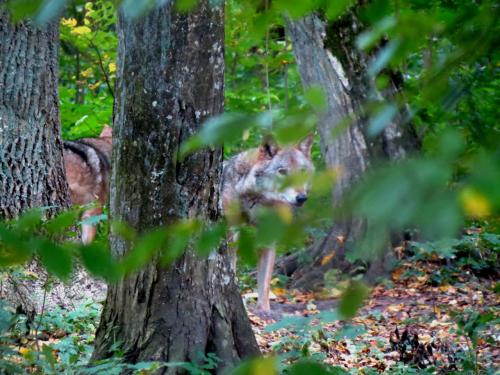 Bialowieza en automne