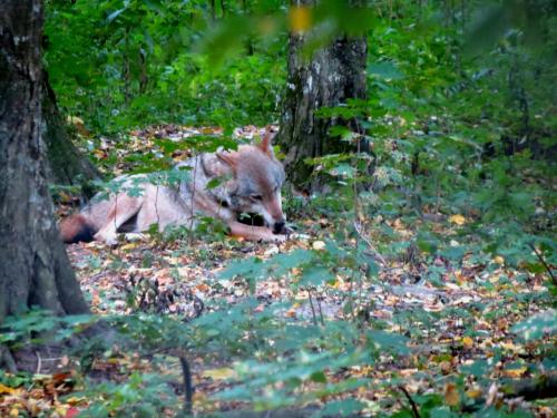 Bialowieza en automne