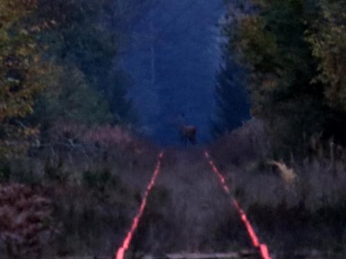 Bialowieza en automne