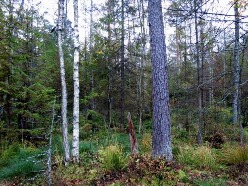 Bialowieza en automne