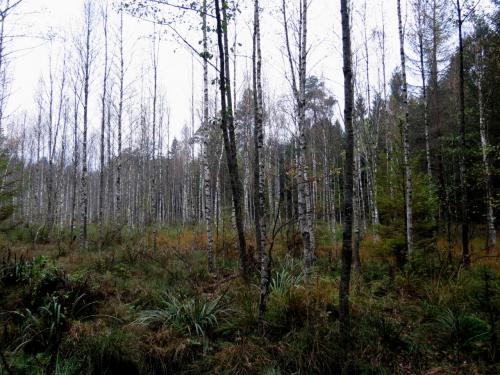 Bialowieza en automne