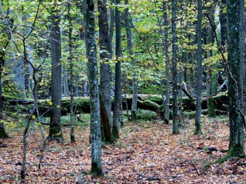 Bialowieza en automne