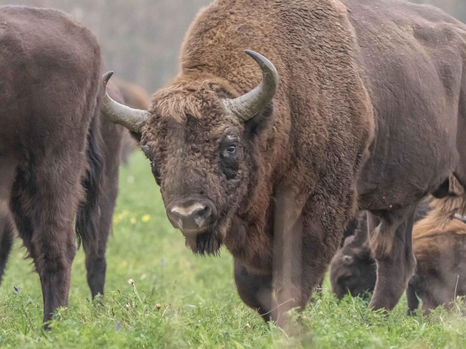 Hiver - Pologne - Bialowieza du 15 au 24 mars 2025 - privé