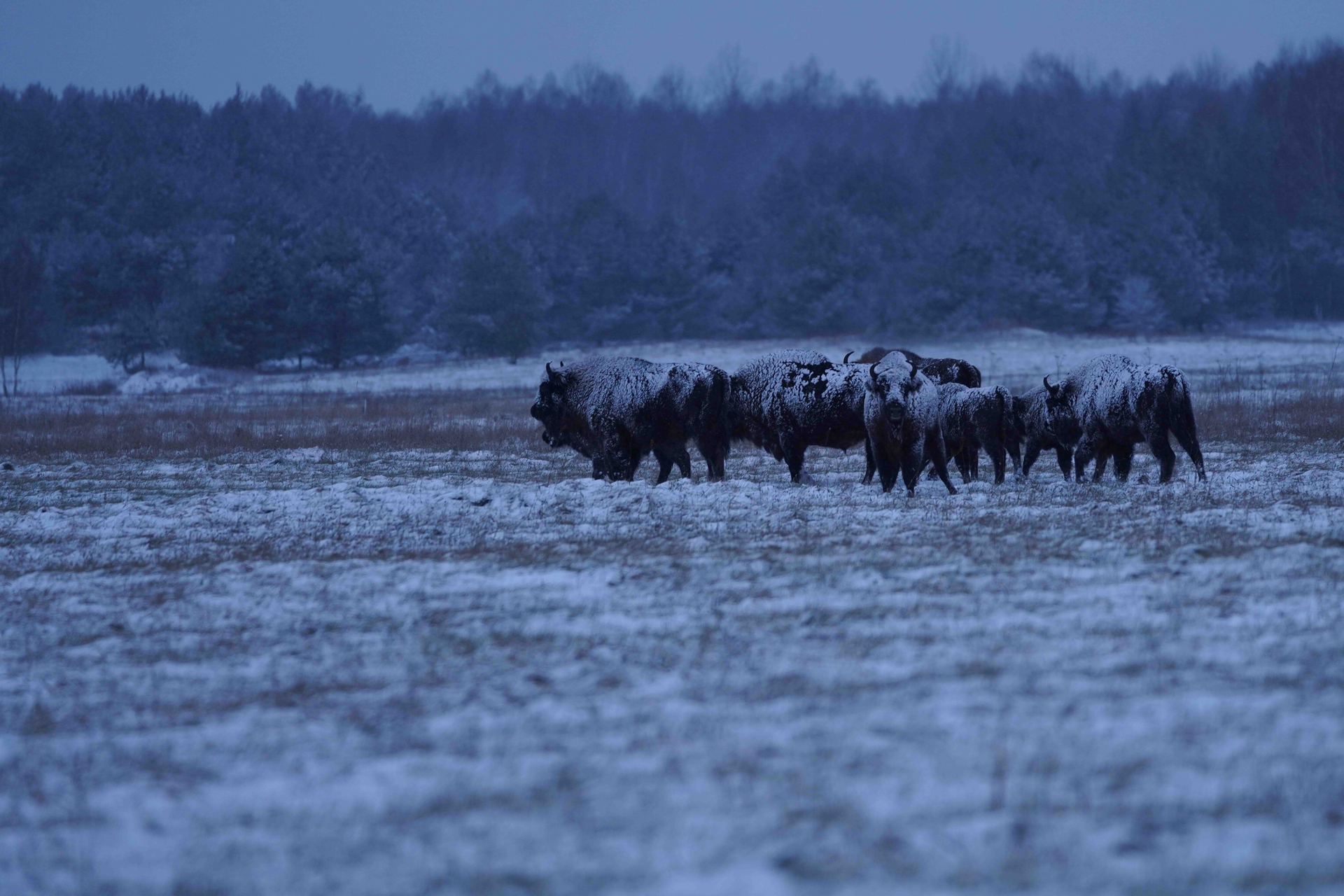 Bison banderole