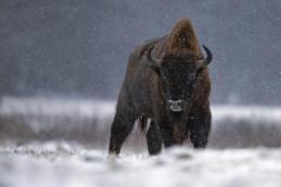 Bison sous la neige bialowieza pologne