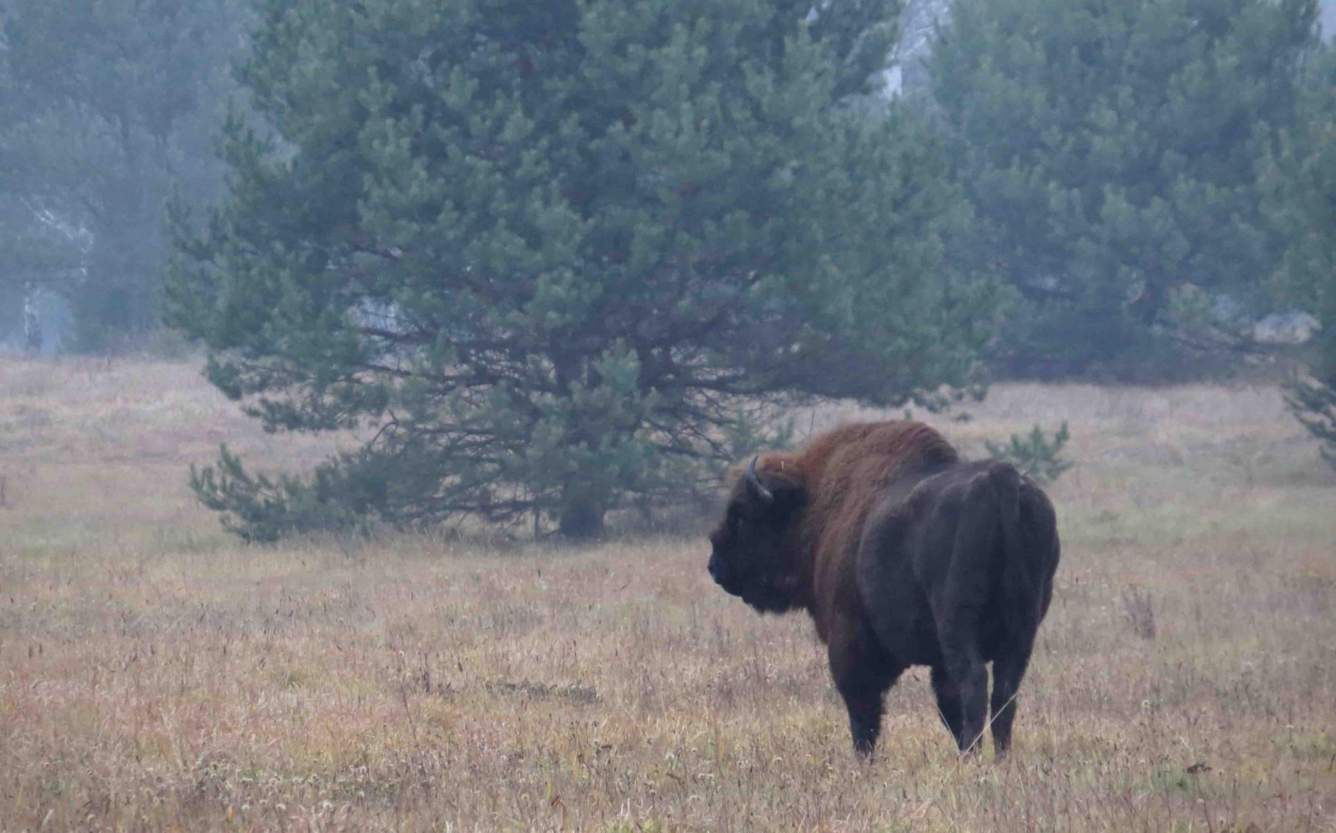 Pologne - Bialowieza