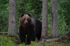 Brown bear