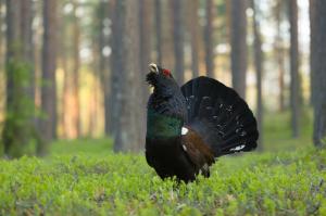 Capercaillie