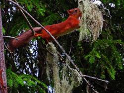 Carelie ecureuil roux finlande