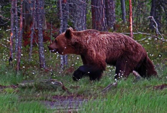 Carelie ours brun finlande