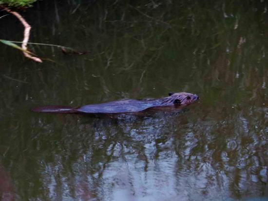 Castor d europe bialowieza