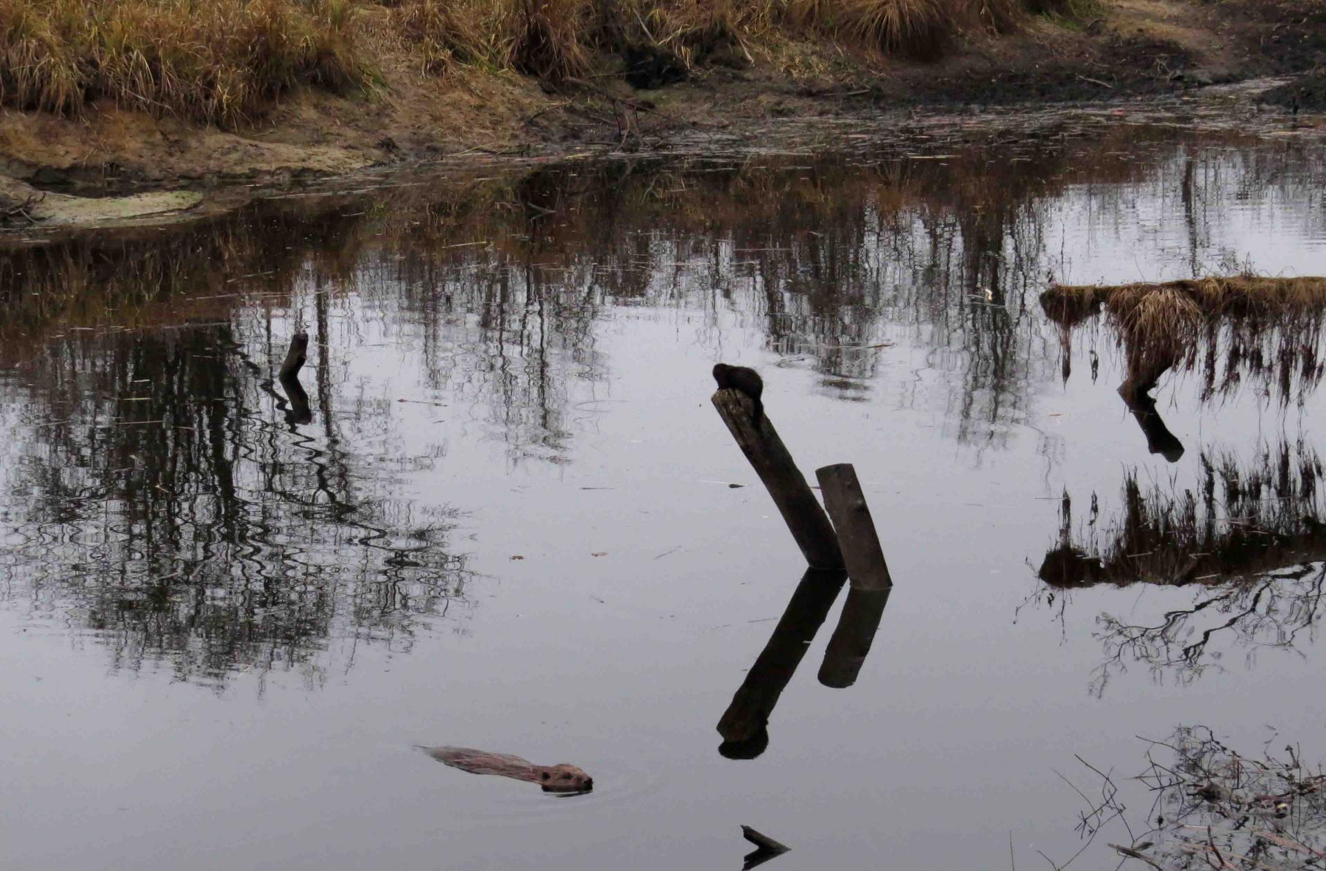 Pologne - Bialowieza