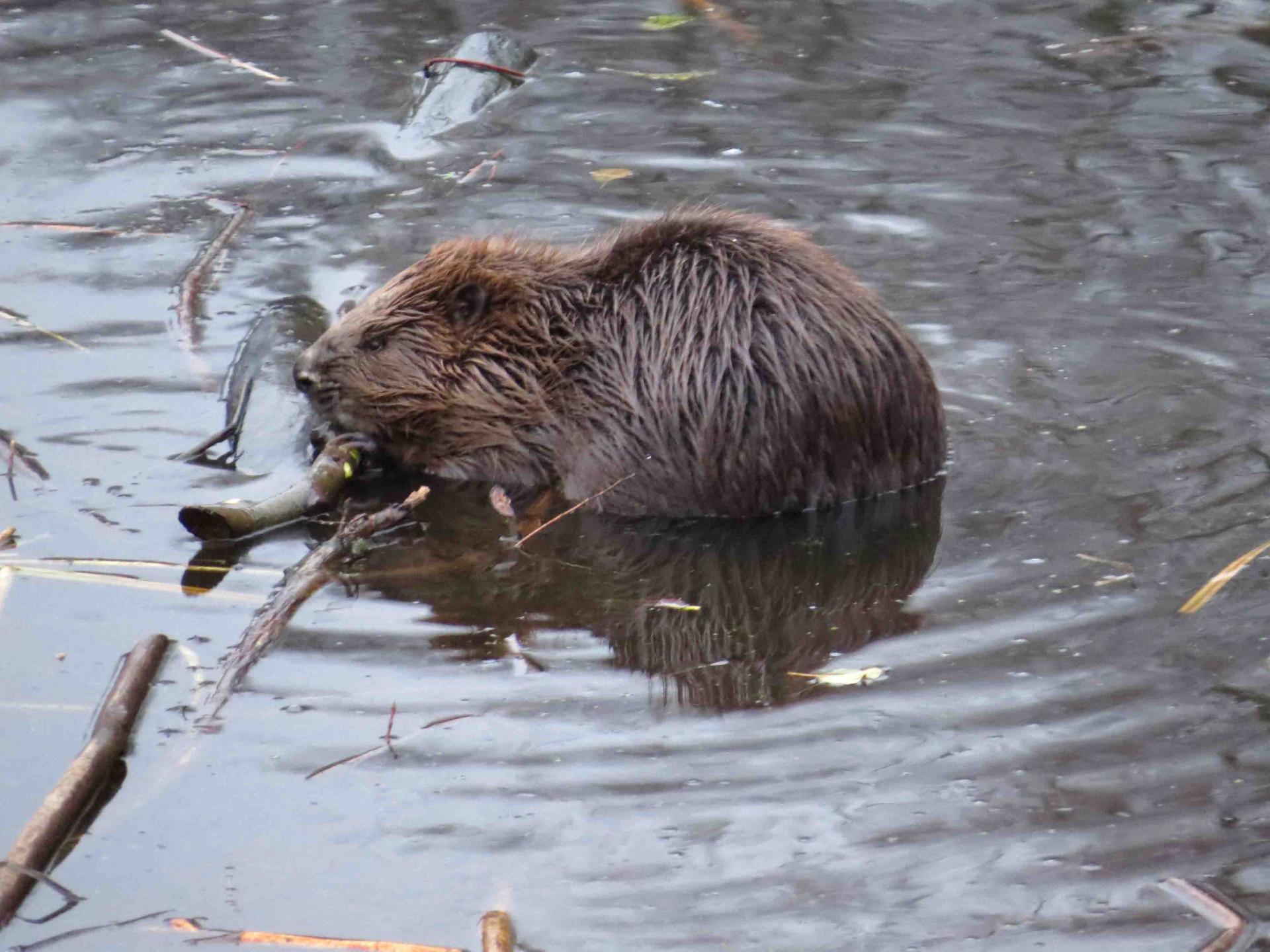 Pologne - Bialowieza