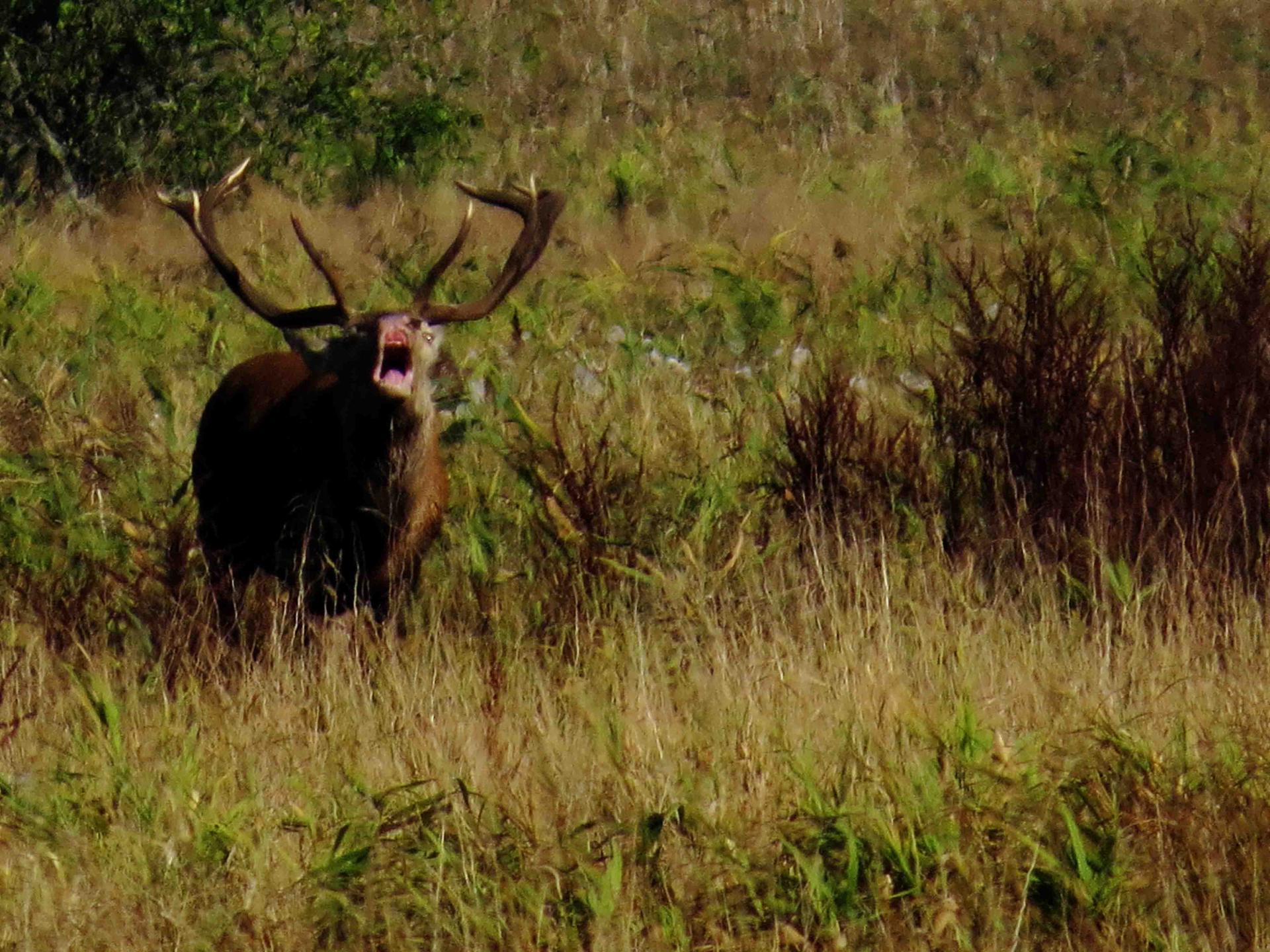 Automne Pologne le brâme du cerf du 17 au 28 septembre 2017