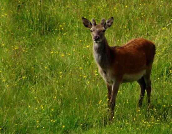 Cerf ecosse