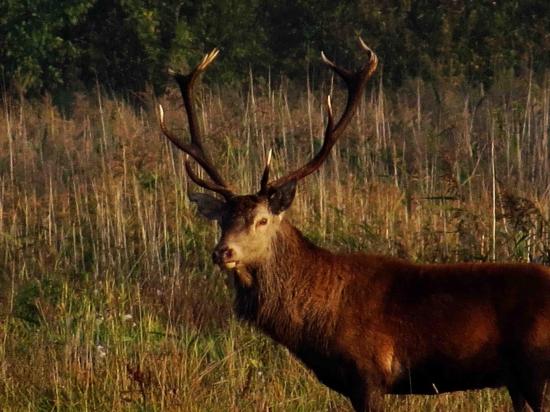 Cerf foret bialowieza