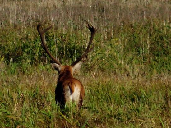 Cerf foret bialowieza0