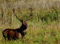 Cerf foret bialowieza2