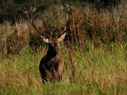 Cerf foret bialowieza3