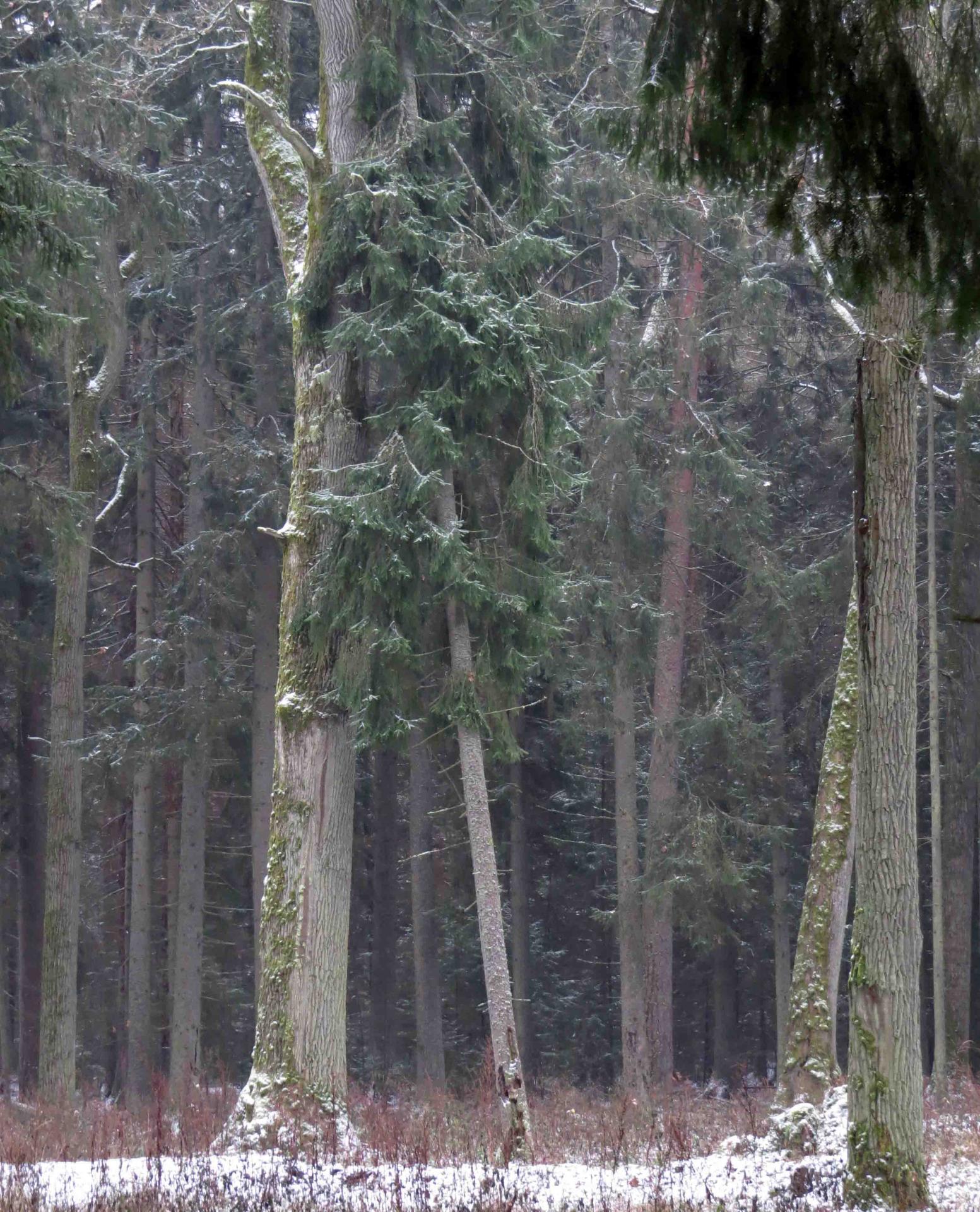 Pologne - Bialowieza