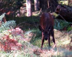 Chevrette foret de bialowieza