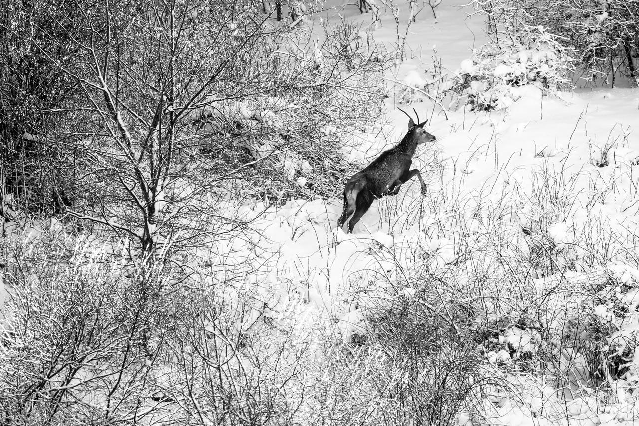 Hiver Pologne - La plus grande meute de loups du 19 au 28/02/2022 - Privé