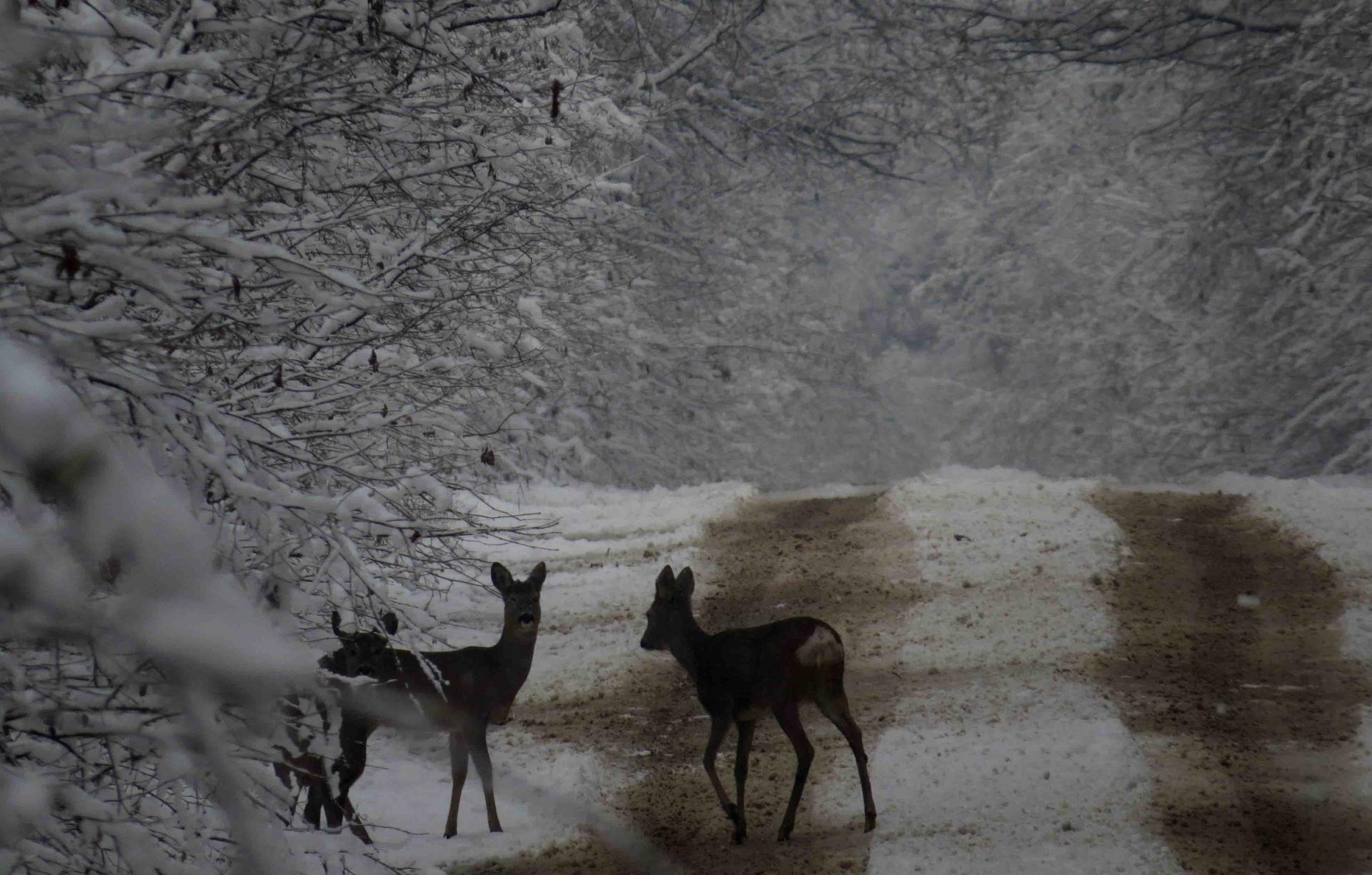 Pologne - Bialowieza