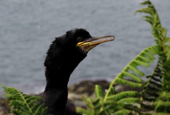 Cormoran huppe ecosse