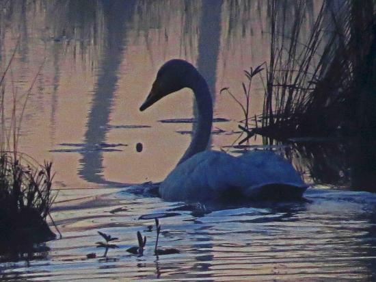 Cygne sauvage carelie finlande