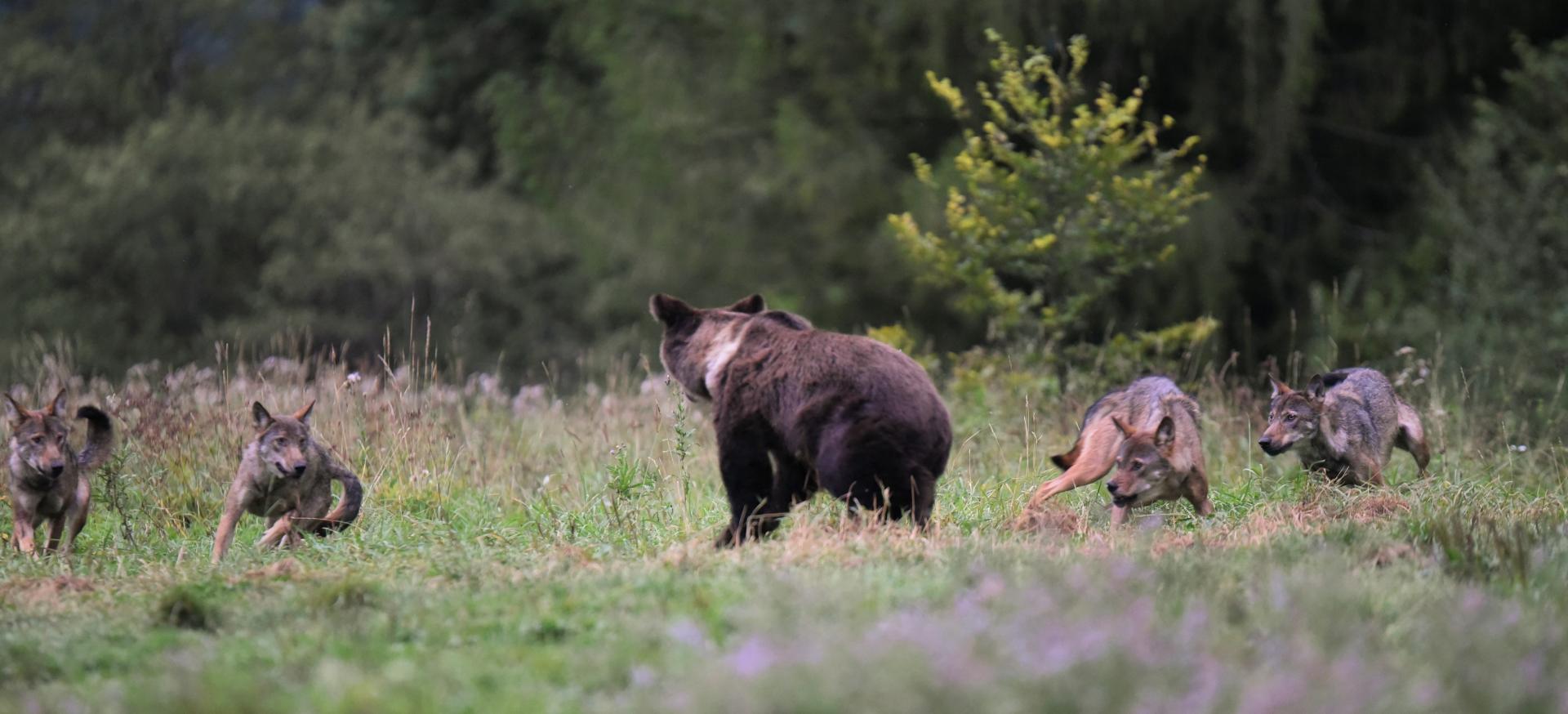 La prairie des ours et des loups dans les Carpates Polonnaises