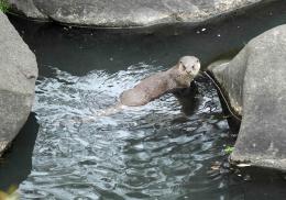 Dsc00415 loutre2