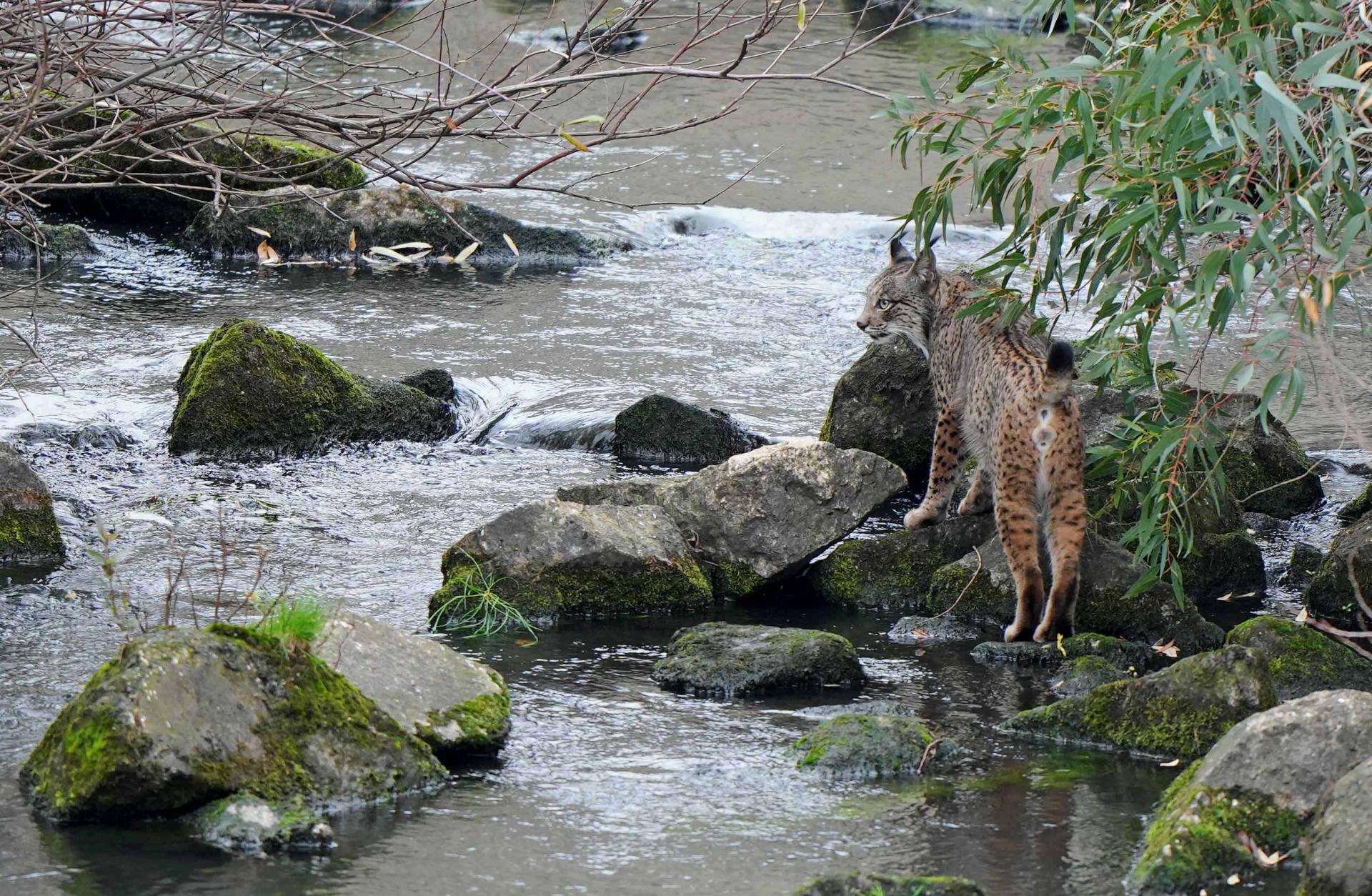 Hiver - Espagne - Le lynx Pardelle du 3 au 10 février 2025 - 2 places restantes