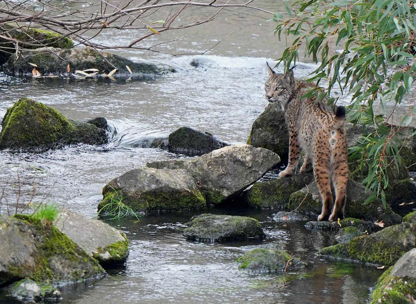 Hiver Espagne Lynx Ibérique du 2 au 9 décembre 2023 -4 places restantes-