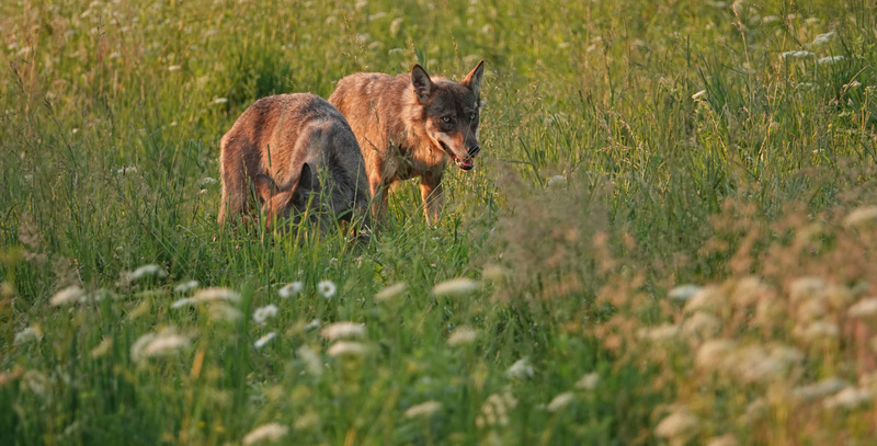 Printemps Pologne Grande faune du 24/05 au 02/06/2019 - 10 jours, à la carte, privé