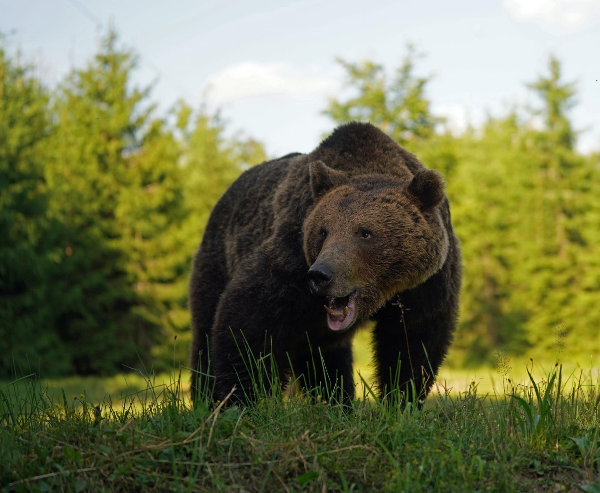 Printemps Roumanie : Ours et Oiseaux du 07 au 14/06/2020 3 places disponibles