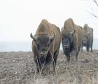 2024-03 Bisons d'Europe Bialowieza 7