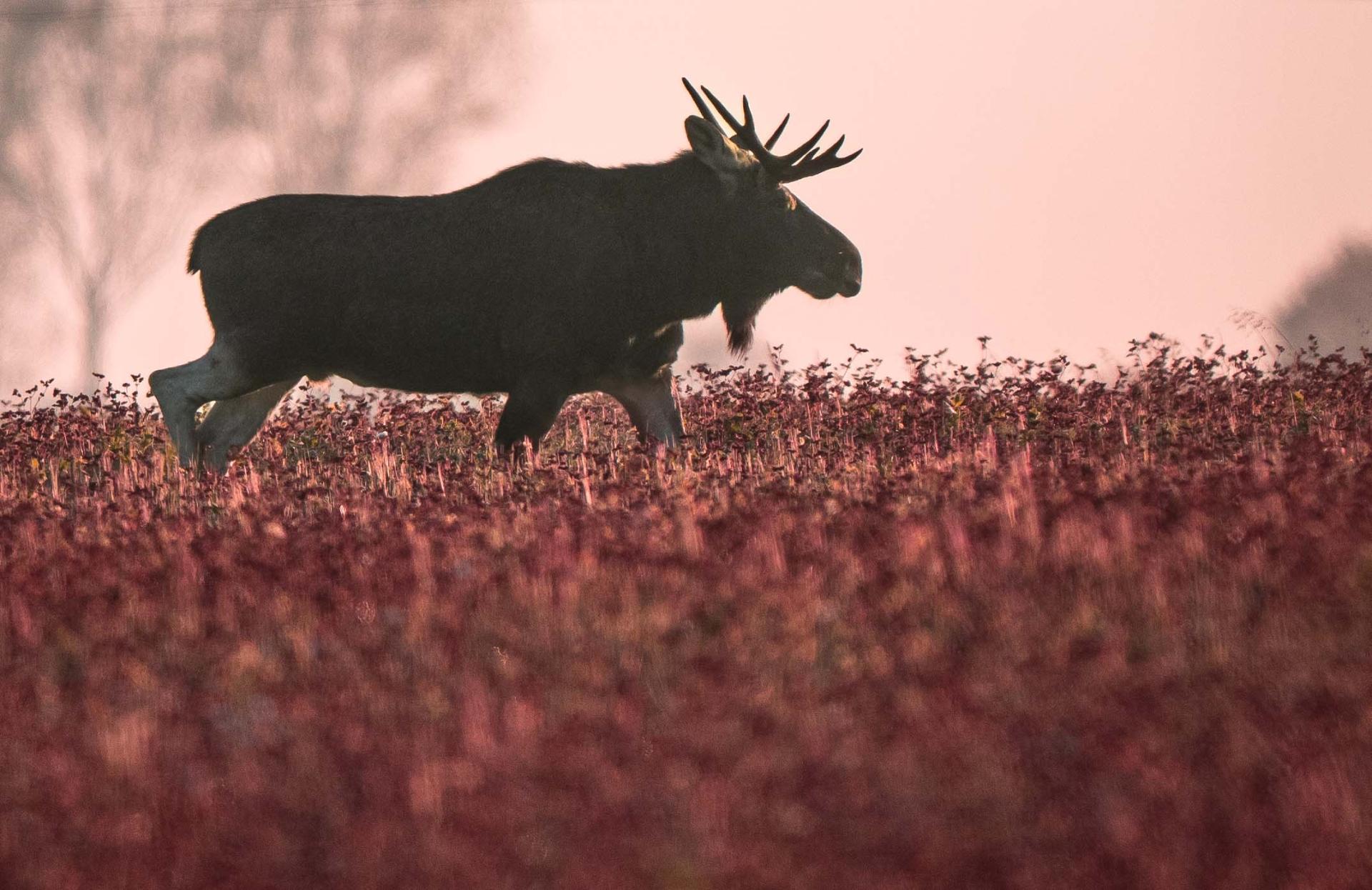 Hiver - Pologne - Bialowieza du 13 au 22 octobre 2025 - privé